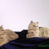 Hubley Cast Iron Cats, Persian Doorstops (2) <FONT COLOR="ff000 ">*SOLD*</font>